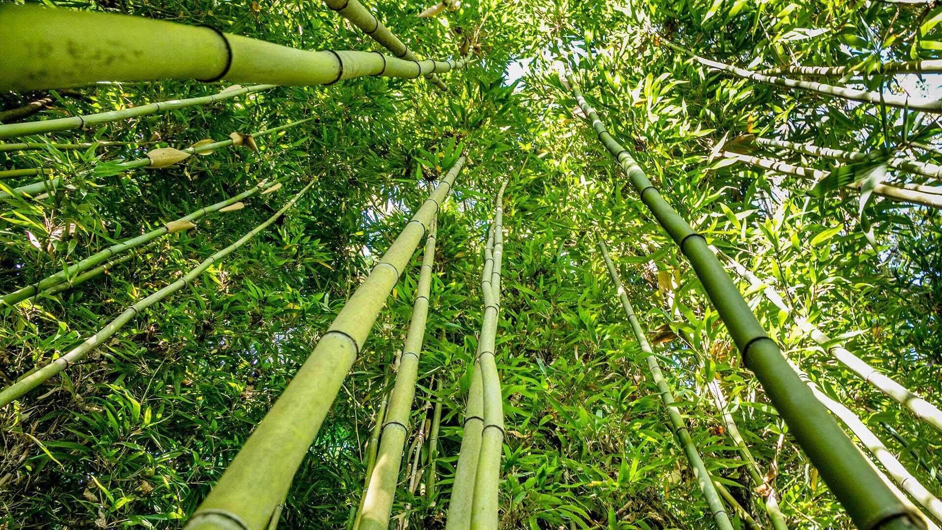 Foresta Bambù