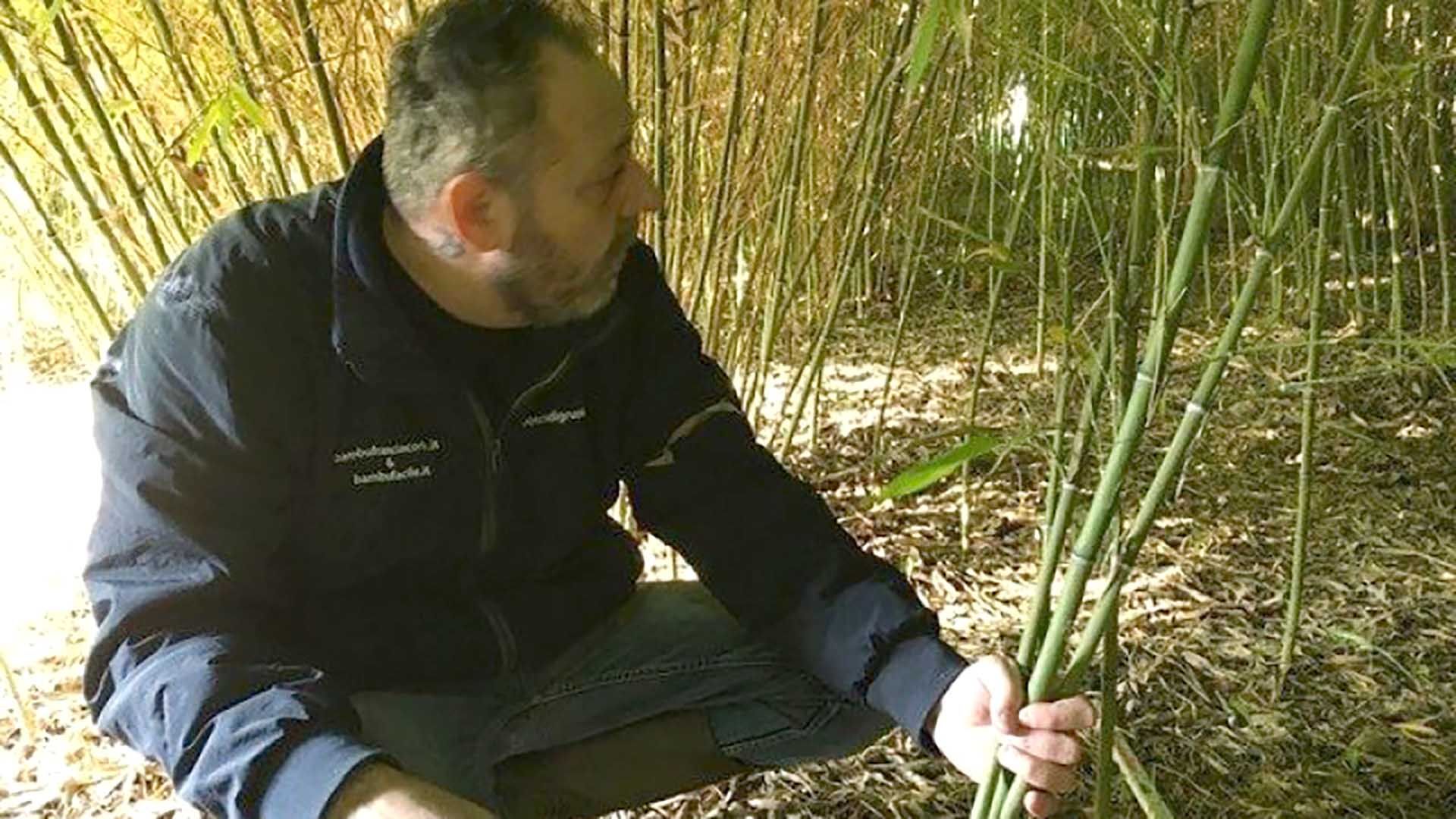 impianto bambù