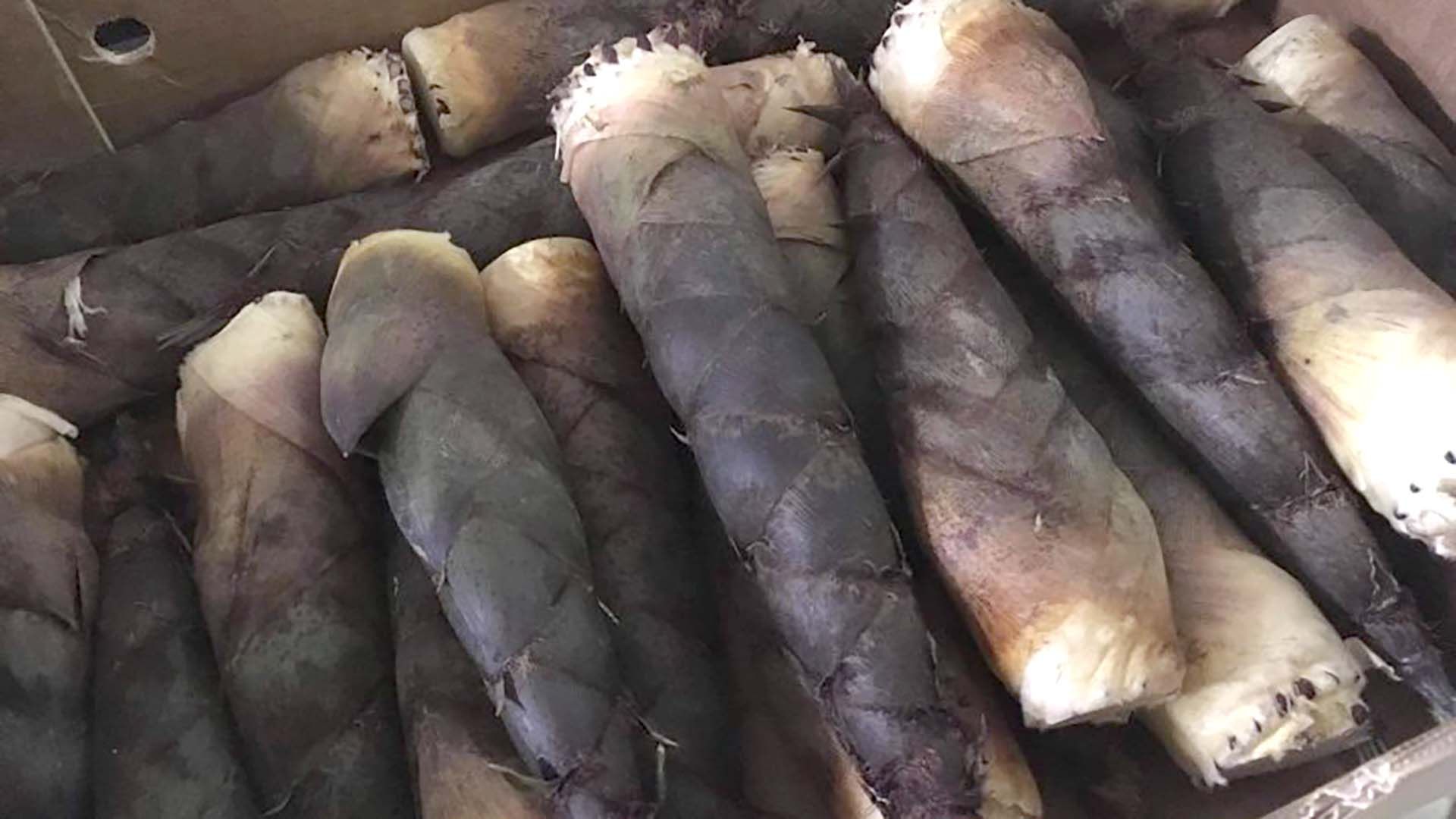 germogli di bambù